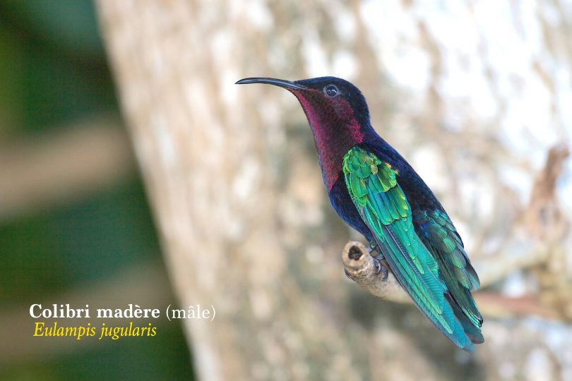 Petites Histoires Naturelles Le Colibri Madère