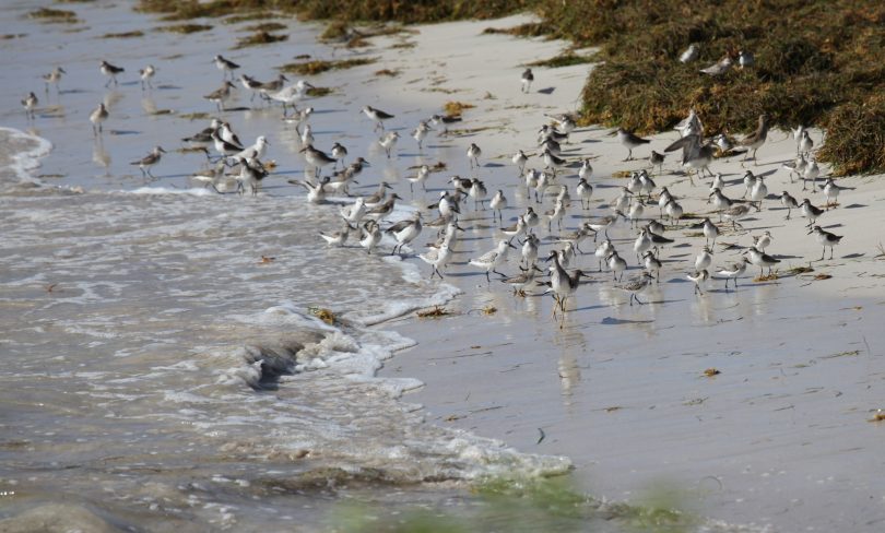 Petites Histoires Naturelles Les Oiseaux Migrateurs